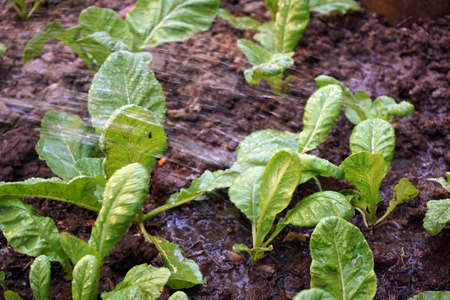 Watering small Plantの写真素材