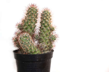 green plants in flower pots on white background. potted cactusの写真素材