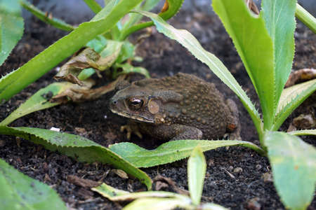 Asian Common Toadの写真素材