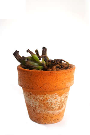 Wither cactus ,sun burn cactus almost dieの写真素材