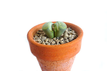 flowering stones , Lithops , living stones  the fissure between the leaves begins to separate. Start the new pair of leaves.の写真素材