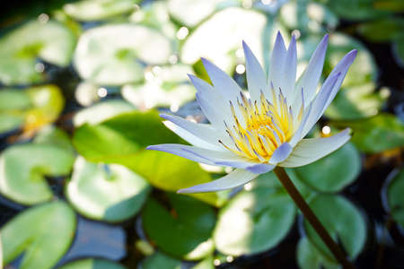 Lotus flower plantsの写真素材