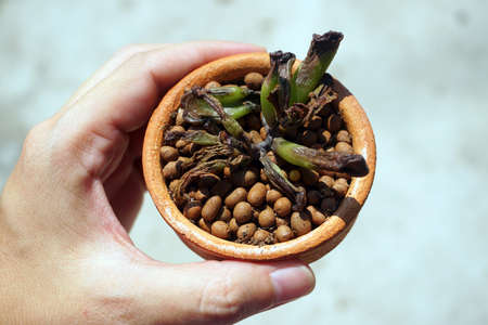 Wither cactus ,sun burn cactus almost dieの写真素材