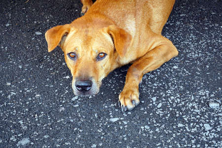 Stray dogの写真素材