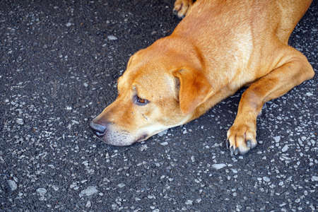 Stray dogの写真素材