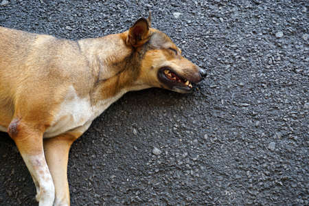 stray dog sleepingの写真素材