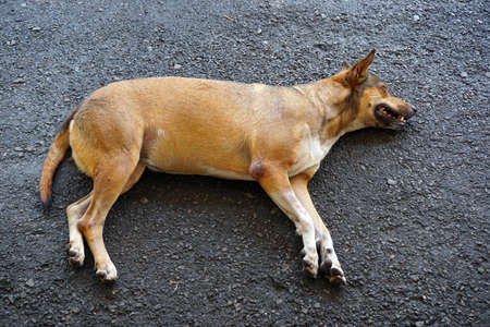 stray dog sleepingの写真素材