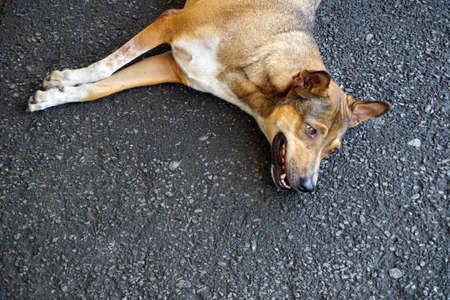 Stray dogの写真素材