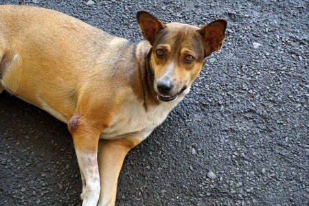 Stray dogの写真素材