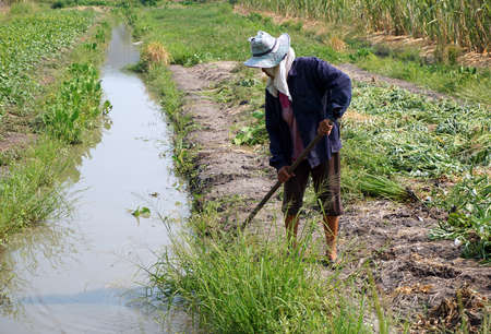 The woman farmer hoeing vegetable garden soil, new growth season on organic farm.の写真素材