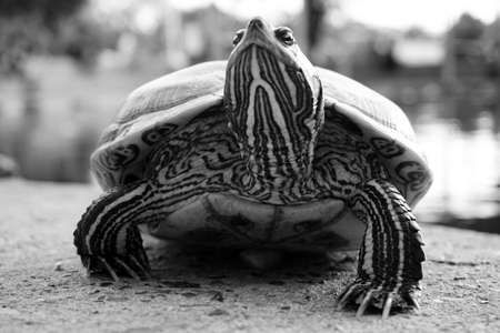 Closeup black and white asian turtle walking on the groundの写真素材