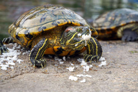 Closeup asian turtle is eating some riceの写真素材