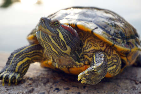 Closeup asian turtle walking on the groundの写真素材