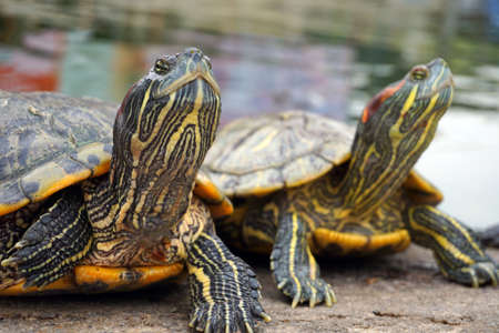 Heads of the two black turtle