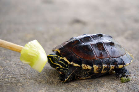 Feeding cucumber to baby turtleの写真素材