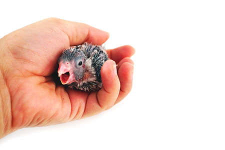 Cute Baby Pacific Parrotlet, Forpus coelestis, perched against hand holding white background