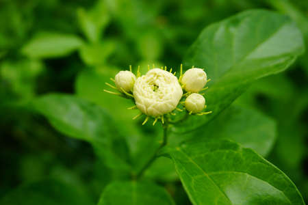 White flower, Jasmine (Jasminum sambac L.) with water droplets and green leaves blurred backgroundの写真素材