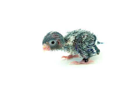Cute Baby Pacific Parrotlet, Forpus coelestis, perched against  white backgroundの写真素材