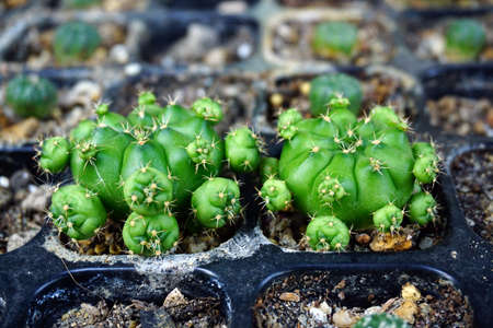 Gymnocalycium damsii f. variegataの写真素材