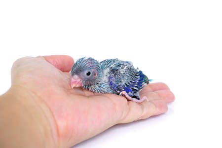 Cute Baby Pacific Parrotlet (15 days old), Forpus coelestis, perched against  white backgroundの写真素材