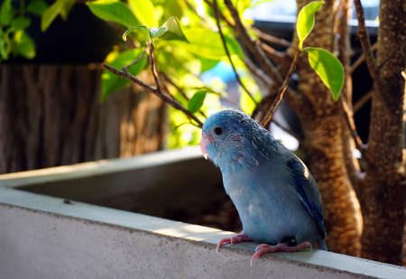 The baby Pacific Parrotlet, Forpus coelestis chill in the gardenの写真素材