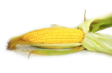 Fresh local organic corn on white backgroundの写真素材