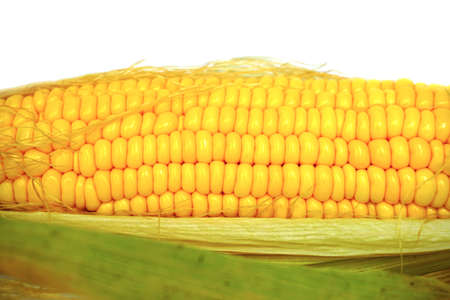 Fresh local organic corn on white background