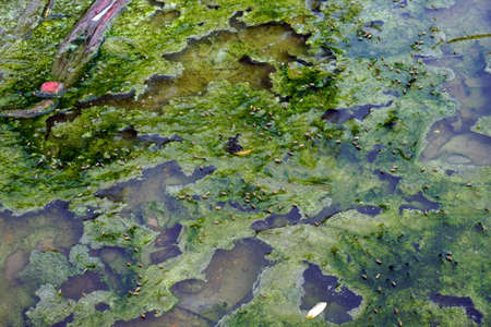 stagnant water that potential breeding ground for mosquito.