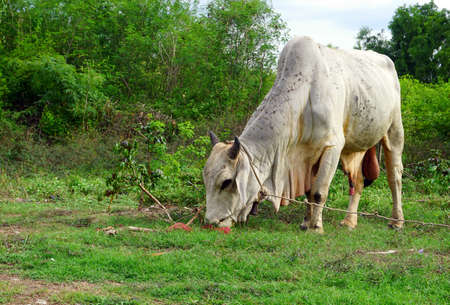 cows eating grass with a backdrop of treesの写真素材