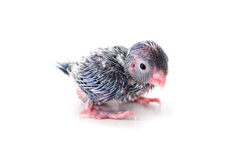 Cute Baby Pacific Parrotlet, Forpus coelestis, perched against  white backgroundの写真素材