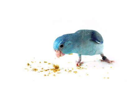 Pacific Parrotlet eating the millet, Forpus coelestis on white backgroundの写真素材