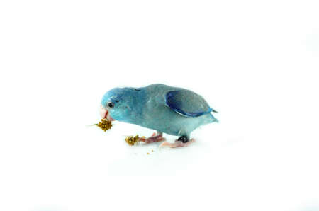 Pacific Parrotlet eating the millet, Forpus coelestis on white backgroundの写真素材