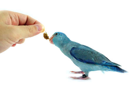 Feeding some millet to Pacific Parrotlet, Forpus coelestis on white backgroundの写真素材