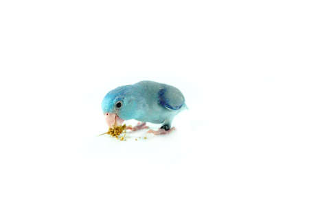 Pacific Parrotlet eating the millet, Forpus coelestis on white backgroundの写真素材