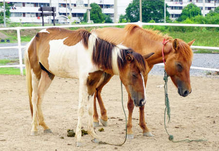 Hungry horsesの写真素材