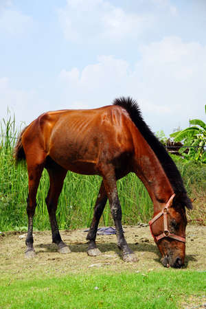 horse on field grass.の写真素材