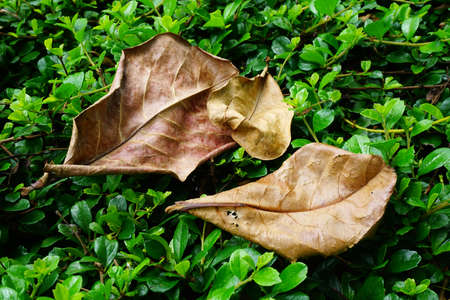 Indian Almond Leaves, Foliage dry leaf on the green plant backgroundの写真素材
