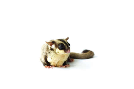 Flying squirrel, Sugar glider looking away isolated on white