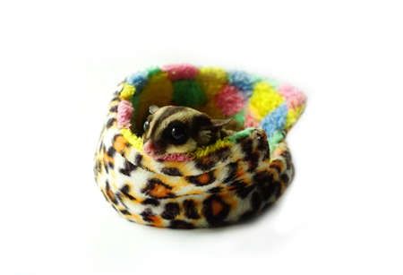 Sugar glider in her house white backgroundの写真素材