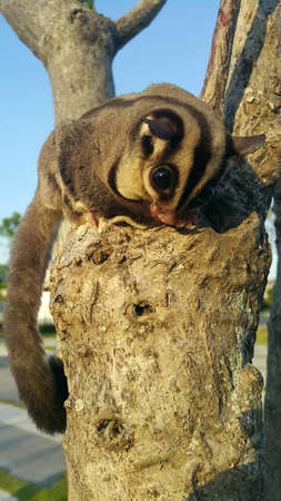Small possum or sugar glider climb on the treeの写真素材