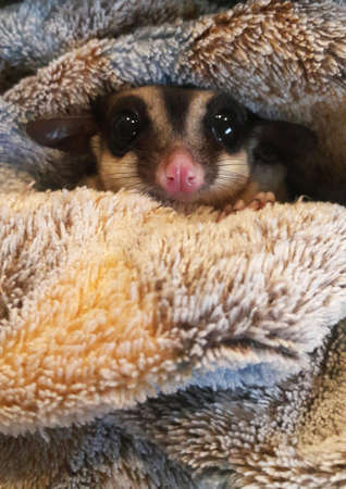Cute sugar glider in her blanketの写真素材