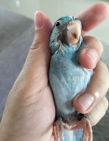 Dirty face and beak Pacific Parrotlet, Forpus coelestis in handの写真素材