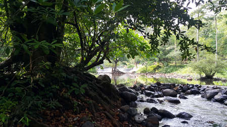big tree and waterfall in tropical jungleの写真素材