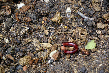 millipede. Millipedes coiled. Millipedes curlの写真素材
