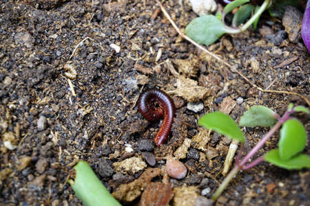 millipede. Millipedes coiled. Millipedes curlの写真素材