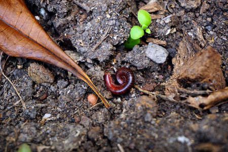 millipede. Millipedes coiled. Millipedes curlの写真素材
