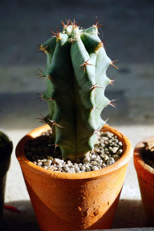 Cactusの写真素材