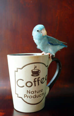 Cute Pacific Parrotlet stand at coffee cup, Forpus coelestisの写真素材