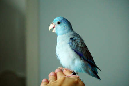 Cute Pacific Parrotlet bristle, Forpus coelestisの写真素材