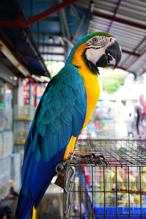The blue-and-yellow macaw, is a large South American parrot with blue top parts and yellow under parts. (Ara ararauna)の写真素材
